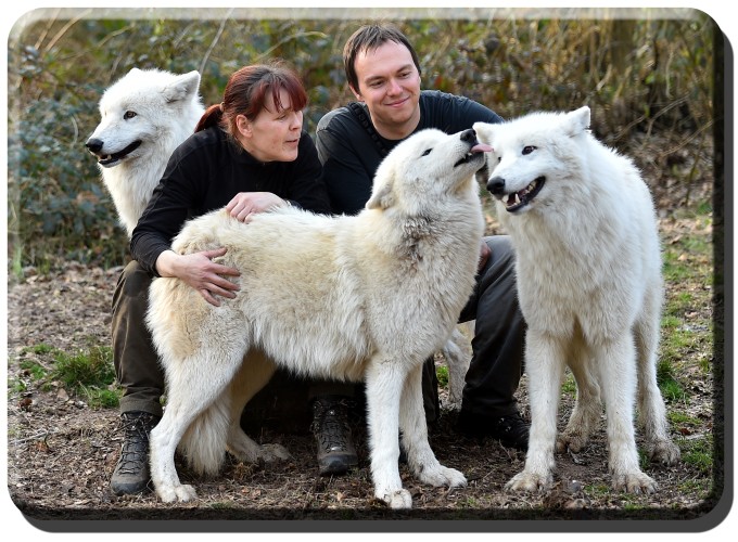 Foto by Michael Schönberger - Polarwölfe - Wolfspark Werner Freund